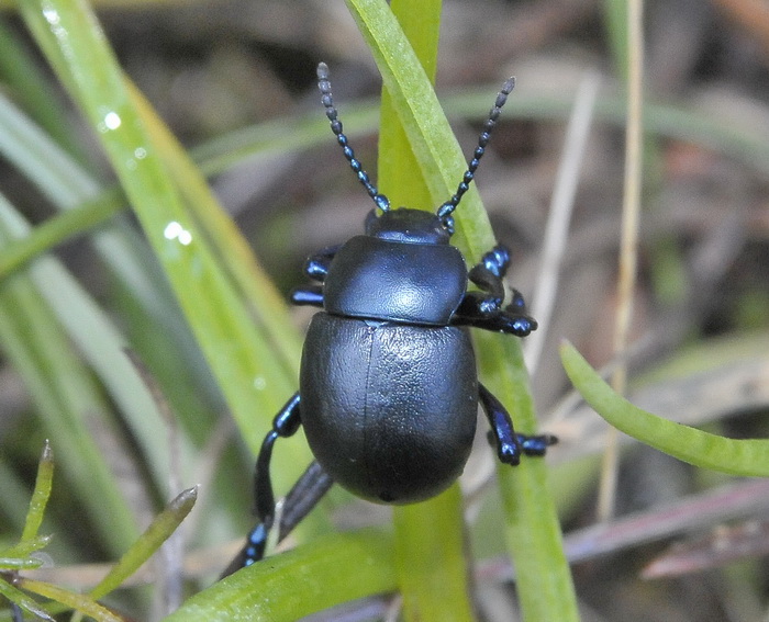 Timarca tenebricosa ?